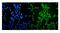 Valosin Containing Protein antibody, PB9454, Boster Biological Technology, Immunofluorescence image 