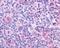 Cholinergic Receptor Muscarinic 4 antibody, NLS220, Novus Biologicals, Immunohistochemistry frozen image 
