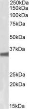 G Protein Subunit Beta 3 antibody, TA311220, Origene, Western Blot image 