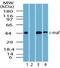 MAF BZIP Transcription Factor antibody, PA5-23179, Invitrogen Antibodies, Western Blot image 