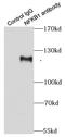 Nuclear Factor Kappa B Subunit 1 antibody, FNab05702, FineTest, Immunoprecipitation image 