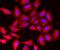 Tropomodulin 4 antibody, FNab08802, FineTest, Immunofluorescence image 