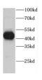 Calreticulin 3 antibody, FNab01223, FineTest, Western Blot image 