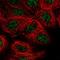 Jun Dimerization Protein 2 antibody, HPA059511, Atlas Antibodies, Immunofluorescence image 
