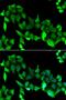 G Protein-Coupled Receptor Kinase 6 antibody, PA5-77037, Invitrogen Antibodies, Immunofluorescence image 