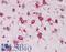 Ribosomal Protein L8 antibody, LS-B3254, Lifespan Biosciences, Immunohistochemistry frozen image 