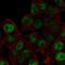 Akirin-2 antibody, HPA064239, Atlas Antibodies, Immunocytochemistry image 