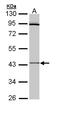 Cytokine receptor-like factor 1 antibody, LS-B10786, Lifespan Biosciences, Western Blot image 