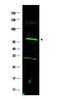 Fanconi anemia group C protein antibody, orb86606, Biorbyt, Western Blot image 