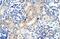 Zinc Finger Protein 57 antibody, NBP1-91550, Novus Biologicals, Immunohistochemistry frozen image 