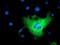 L1 Cell Adhesion Molecule antibody, GTX84232, GeneTex, Immunofluorescence image 