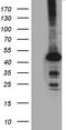 Starch-binding domain-containing protein 1 antibody, LS-C796328, Lifespan Biosciences, Western Blot image 