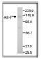 Adenylate Cyclase 7 antibody, PA1-31193, Invitrogen Antibodies, Western Blot image 