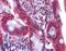 HNF-4-alpha antibody, LS-B4568, Lifespan Biosciences, Immunohistochemistry paraffin image 