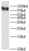 Complement C1s subcomponent antibody, FNab01077, FineTest, Western Blot image 