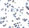 Retinoic Acid Early Transcript 1E antibody, LS-B13082, Lifespan Biosciences, Immunocytochemistry image 