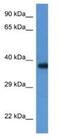 LOC100047915 antibody, NBP1-74243, Novus Biologicals, Western Blot image 