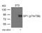 Sp1 Transcription Factor antibody, 79-481, ProSci, Western Blot image 