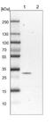 Peroxisomal Biogenesis Factor 16 antibody, NBP1-85828, Novus Biologicals, Western Blot image 