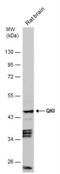QKI, KH Domain Containing RNA Binding antibody, NBP2-20029, Novus Biologicals, Western Blot image 