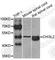 Chitinase 3 Like 2 antibody, A7654, ABclonal Technology, Western Blot image 