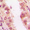 Fas Associated Via Death Domain antibody, LS-C368591, Lifespan Biosciences, Immunohistochemistry frozen image 