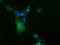 COBW Domain Containing 1 antibody, M15555, Boster Biological Technology, Immunofluorescence image 
