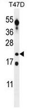 Cancer/testis antigen family 45 member A5 antibody, AP51112PU-N, Origene, Western Blot image 
