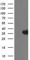 Monoglyceride Lipase antibody, CF502886, Origene, Western Blot image 