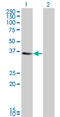 Kruppel Like Factor 6 antibody, LS-C196952, Lifespan Biosciences, Western Blot image 