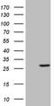 SUMO Peptidase Family Member, NEDD8 Specific antibody, TA804753, Origene, Western Blot image 