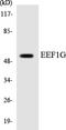 Eukaryotic Translation Elongation Factor 1 Gamma antibody, LS-C291910, Lifespan Biosciences, Western Blot image 