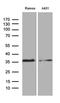 Dual Adaptor Of Phosphotyrosine And 3-Phosphoinositides 1 antibody, MA5-27274, Invitrogen Antibodies, Western Blot image 