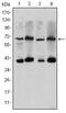 CREB-regulated transcription coactivator 3 antibody, MA5-15812, Invitrogen Antibodies, Western Blot image 