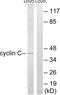 Cyclin-C antibody, LS-C198859, Lifespan Biosciences, Western Blot image 