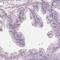 Stabilizer Of Axonemal Microtubules 2 antibody, HPA040487, Atlas Antibodies, Immunohistochemistry frozen image 