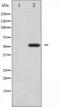 Dug antibody, TA325763, Origene, Western Blot image 