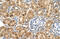 Prostaglandin D2 Synthase antibody, ARP48154_P050, Aviva Systems Biology, Immunohistochemistry frozen image 
