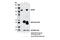 NLR Family Pyrin Domain Containing 3 antibody, 13158S, Cell Signaling Technology, Immunoprecipitation image 