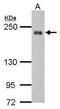 ITPR Interacting Domain Containing 2 antibody, GTX121070, GeneTex, Western Blot image 