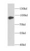 Dipeptidyl Peptidase 3 antibody, FNab02519, FineTest, Western Blot image 