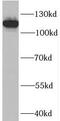PLEKHG5 antibody, FNab06541, FineTest, Western Blot image 