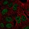 Zinc Finger Protein 283 antibody, HPA072977, Atlas Antibodies, Immunofluorescence image 
