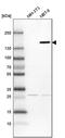 Protein FAM83H antibody, PA5-55094, Invitrogen Antibodies, Western Blot image 