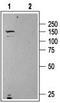Urotensin 2 Receptor antibody, TA328805, Origene, Western Blot image 