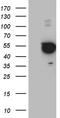 Paxillin antibody, TA811265, Origene, Western Blot image 