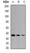 Saccharopine Dehydrogenase (Putative) antibody, orb340825, Biorbyt, Western Blot image 