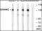 SH3 And Multiple Ankyrin Repeat Domains 2 antibody, orb178765, Biorbyt, Western Blot image 