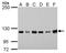 Rho/Rac Guanine Nucleotide Exchange Factor 2 antibody, GTX629399, GeneTex, Western Blot image 