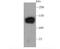 SIN3 Transcription Regulator Family Member A antibody, A01203-1, Boster Biological Technology, Western Blot image 